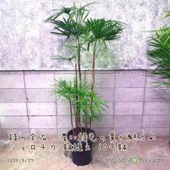 B級品/大型観葉植物】緑の宝石！濃い緑色の葉が魅力♪シュロチク