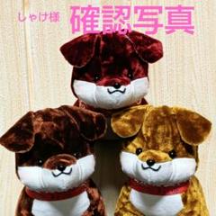 金華山チンチラゴールド&ブラウン&ダークレッド子犬 しゃけ様確認写真 金華山チンチラゴールド&ブラウン&ダークレッド子犬 しゃけ様