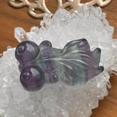 ☆展☆ブラックチャロアイト×バイカラーフローライト金魚