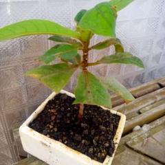 モモタマナ沖縄県産無農薬花が咲きました5年育成屋内様に改良