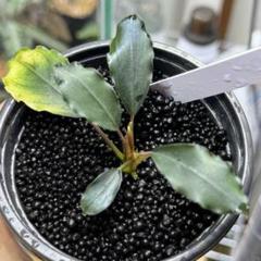 sato　Bucephalandra sp. darkgrey sato様専用 Bucephalandra sp. darkgrey - メルカリ