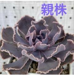 メルカリ便　シャビアナ・マドレ・デル・スル錦　ポットごと 2025年最新】多肉植物 エケベリア シャビアナの人気アイテム