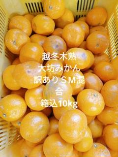 2025年最新】木熟大坊みかんの人気アイテム - メルカリ