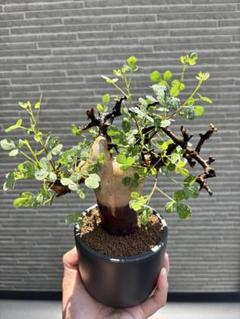 花*️様 KF02 コミフォラ ピュア カタフ ソマリア ヒョウ柄 現地株 下処 Commiphora kataf pure コミフォラ ピュアカタフ 発根済現地株 4