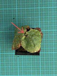 リドレイ 幼苗 7セット マダガスカリエンセ前葉体 おまけ - メルカリ