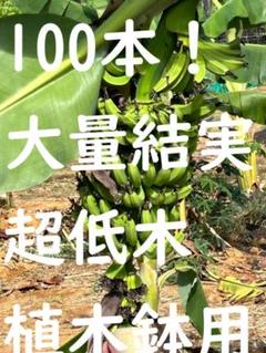 超低木バナナ　スーパードワーフ台湾★1m以下で植木鉢収穫◆多果性、130㎝巨大苗 超低木バナナ スーパードワーフ台湾☆1m以下で植木鉢収穫◇多果
