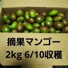 沖縄県産　小玉青マンゴー　摘果マンゴー　20キロ 沖縄県産 小玉青マンゴー 摘果マンゴー 20キロ