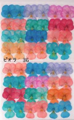 ビオラ押し花　36