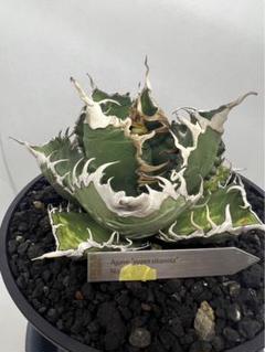 5親株出品 アガベ チタノタ SSR 極上株 悪魔くん シチリア バケモノ 現物 Yahoo!オークション - 【超希少特選子株】悪魔くん バケモノ