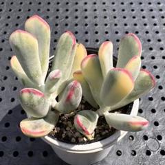 2025年最新】多肉植物錦の人気アイテム - メルカリ