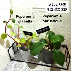 2025年最新】ペペロミアバリエガータの人気アイテム - メルカリ