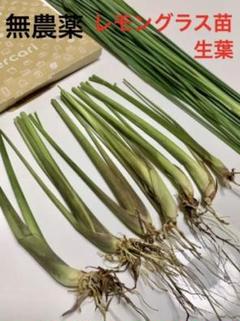 【無農薬】レモングラス苗7本 生葉(100g 20cmカット)