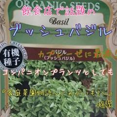 ブッシュバジル 固定種 野菜の種 ハーブの種 水耕栽培 家庭菜園 種子 種