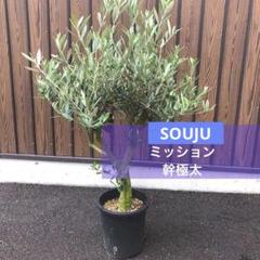 オリーブの木【SOUJU】ミッション 8号 幹極太 盆栽仕立て 品質抜群 オリーブの木【SOUJU】ミッション 8号 幹極太 盆栽仕立て 品質