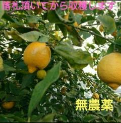レモン 農薬不使用 落札頂いてから収穫します 国産 匿名配送のサムネイル