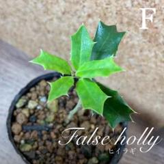 F 柊 ヒイラギ 抜き苗