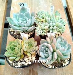 aki専用 エケベリアセット 1884R_自分で植える多肉植物/エケベリア系苗※ピンセット付きB