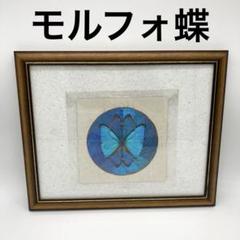 2025年最新】蝶 標本 レアの人気アイテム - メルカリ