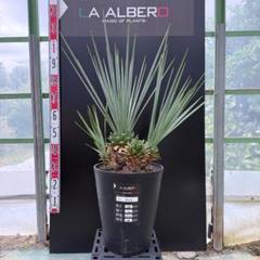 【AL421】ユッカ　ロストラータ　超希少　トリプルヘッド ロストラータトリプルヘッド IN SAITAMA−KOSHIGAYA | DESERT INC.