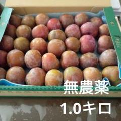 鹿児島産 すもも　10キロ ①鹿児島県産すもも(プラム)箱込み約10キロ - メルカリ
