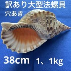 訳あり　穴あき　大型法螺貝　ホラ貝　　　　38cm 1、1kg 飾り物 訳あり穴あき大型法螺貝ホラ貝38cm 1、1kg 飾り物