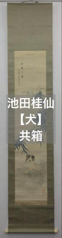 池田桂仙【犬】絹本　掛軸　共箱（明治 ～ 大正）京都 池田桂仙【犬】絹本 掛軸 共箱（明治 ～ 大正）京都 - メルカリ