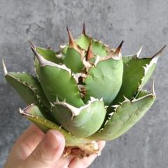 n*@様 ★オークション販売★ イラン産 アガベ チタノタ ノーヴァ 極上株！！ ☆オークション販売☆ イラン産 アガベ チタノタ ノーヴァ 極上