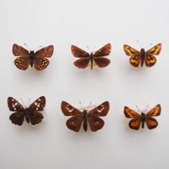 蝶標本｠セセリチョウ類 6種 - メルカリ