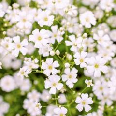 【清楚な純白!】宿根かすみ草☆ジプソフィラ 種 200粒以上!