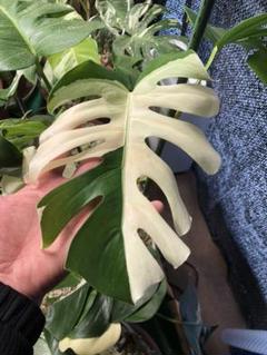 超人気 斑入りモンステラ/魅力的な3株セット❤︎♡ 378. - 植物/観葉植物