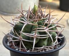 left botanical 3c シリンダー ギムノカリキウムフェロシオール left botanical 3c シリンダー ギムノカリキウムフェロシオール