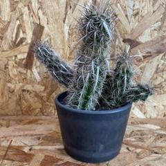 Creeping Devils: The Uniquely Charismatic Stenocereus eruca