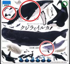 初版【ネイチャーテクニカラー/ザトウクジラ シロナガスクジラ ３体セット】 Amazon | ネイチャーテクニカラー400 クジラとイルカ [全6種