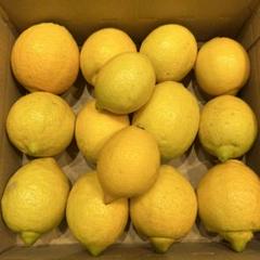 農薬不使用 レモン 広島県産 2kg 14個のサムネイル