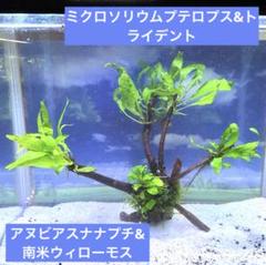 2025年最新】水槽 流木 あく抜き済みの人気アイテム - メルカリ