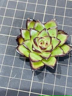 増量中 多肉植物 カット苗 寄せ植え 春萌 七福神 マクドガリー セダム メルカリ