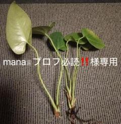 めろん@プロフ必読様 mana♕︎プロフ必読‼️様専用 - メルカリ