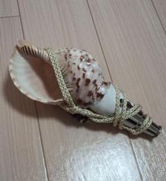 法螺貝 ホラ貝 ホラガイ
