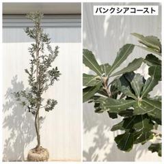 バンクシアコースト　/176 バンクシアコースト /176 - メルカリ