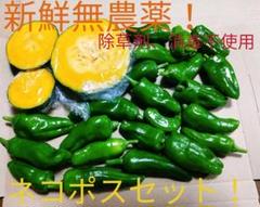 新鮮無農薬!ネコポス野菜セット!