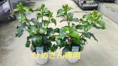 ひめさん専用 ハイビスカス苗 ミックスベリー - メルカリ