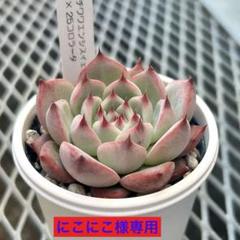 専用出品‼️チワワエンシスイェコラ×25コロラータ　趣味家さん苗　極上株　札付き 2025年最新】#25コロラータの人気アイテム - メルカリ