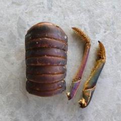 アクセントに★伊勢エビパーツ　貝殻　伊勢海老　海老殻　海老殻