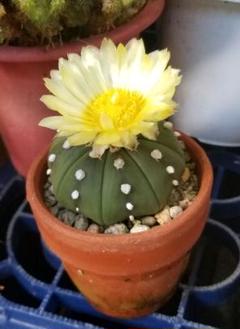サボテン　瑠璃兜　接木　4号鉢つき　4頭❗赤黄花❗ サボテン 瑠璃兜 接木 4号鉢つき 4頭❗赤黄花❗Ω
