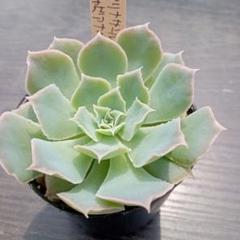 2025年最新】多肉植物 エケベリア シャビアナの人気アイテム