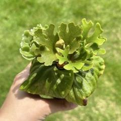 Canal ワンダエドワーフ　獅子座　リドレイドワーフシルベリー 3種 リドレイ色々。 | くまはめだかと植物が好き。