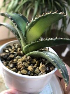 アガベ・チタノタ 狂雨/狂刺小雨新白鯨（小株）- 010｜agave