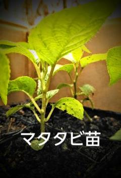 マタタビ 7.5 cmポット苗 4 ポット 今年 発芽した実生苗のサムネイル