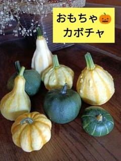おもちゃカボチャ 8個セット