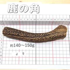 兵庫県北部産★鹿の角２１本★ 兵庫県北部産☆鹿の角21本☆